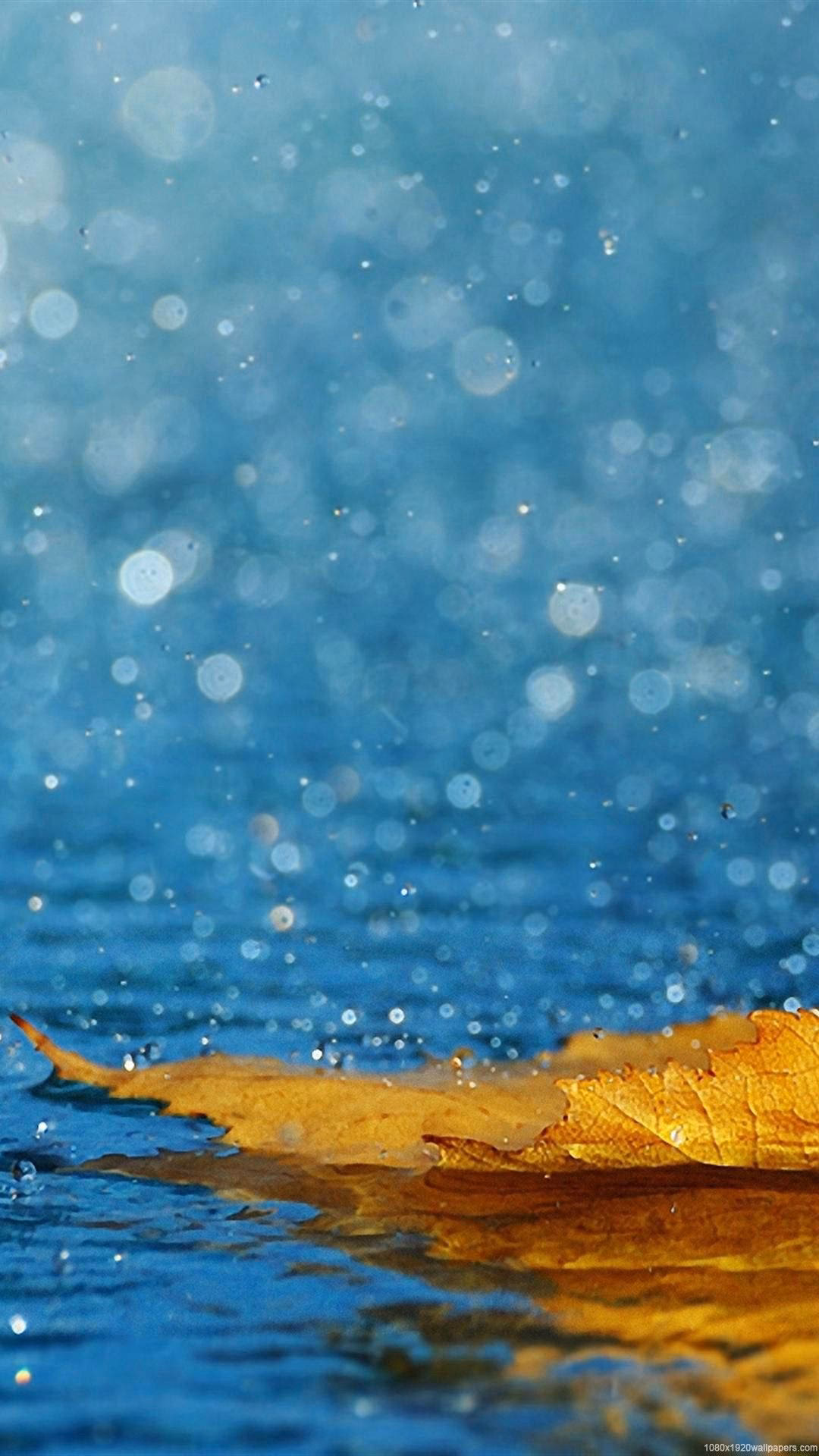 How many live rain wallpapers are there?
