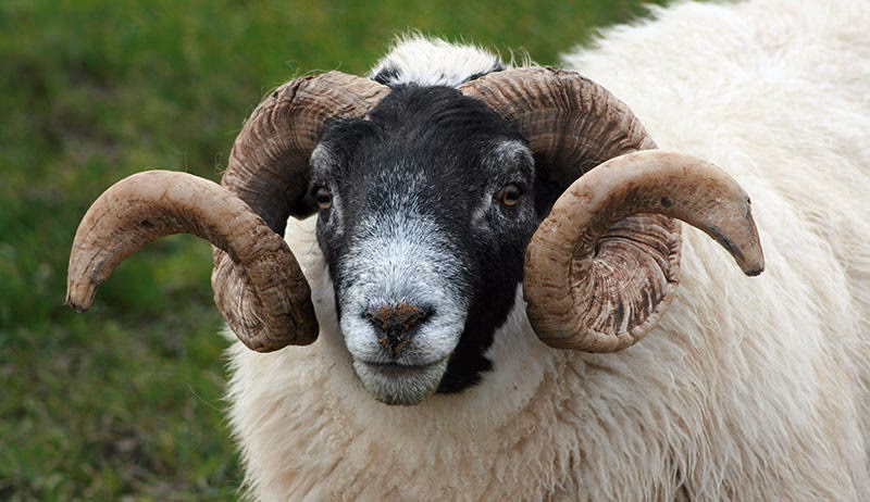 ¿Qué tan buena es la marca Ram?