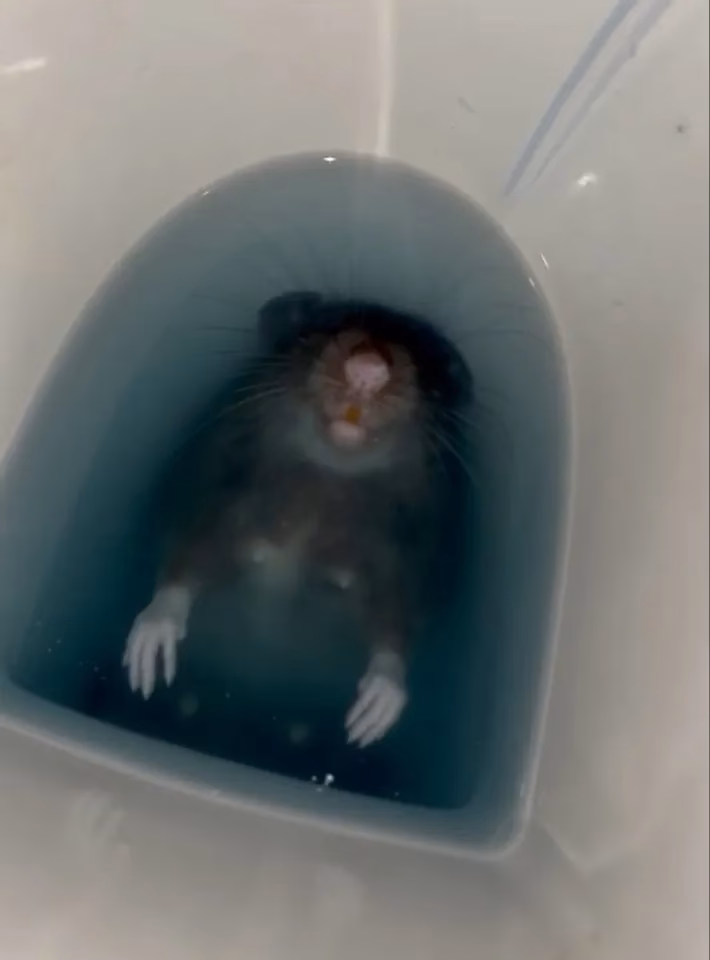 How do rats get into a toilet?