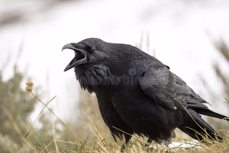Who is Raven screams?