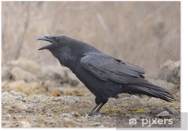 Why did I Choose 'Raven' as my stage name?