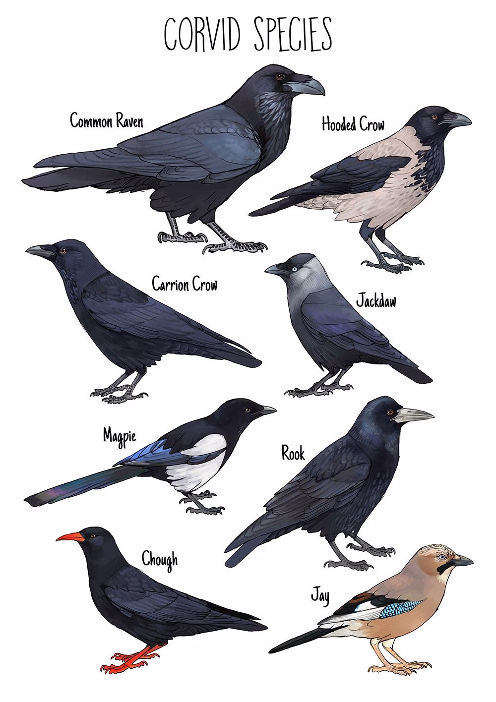 ¿Por qué es popular el nombre Raven?