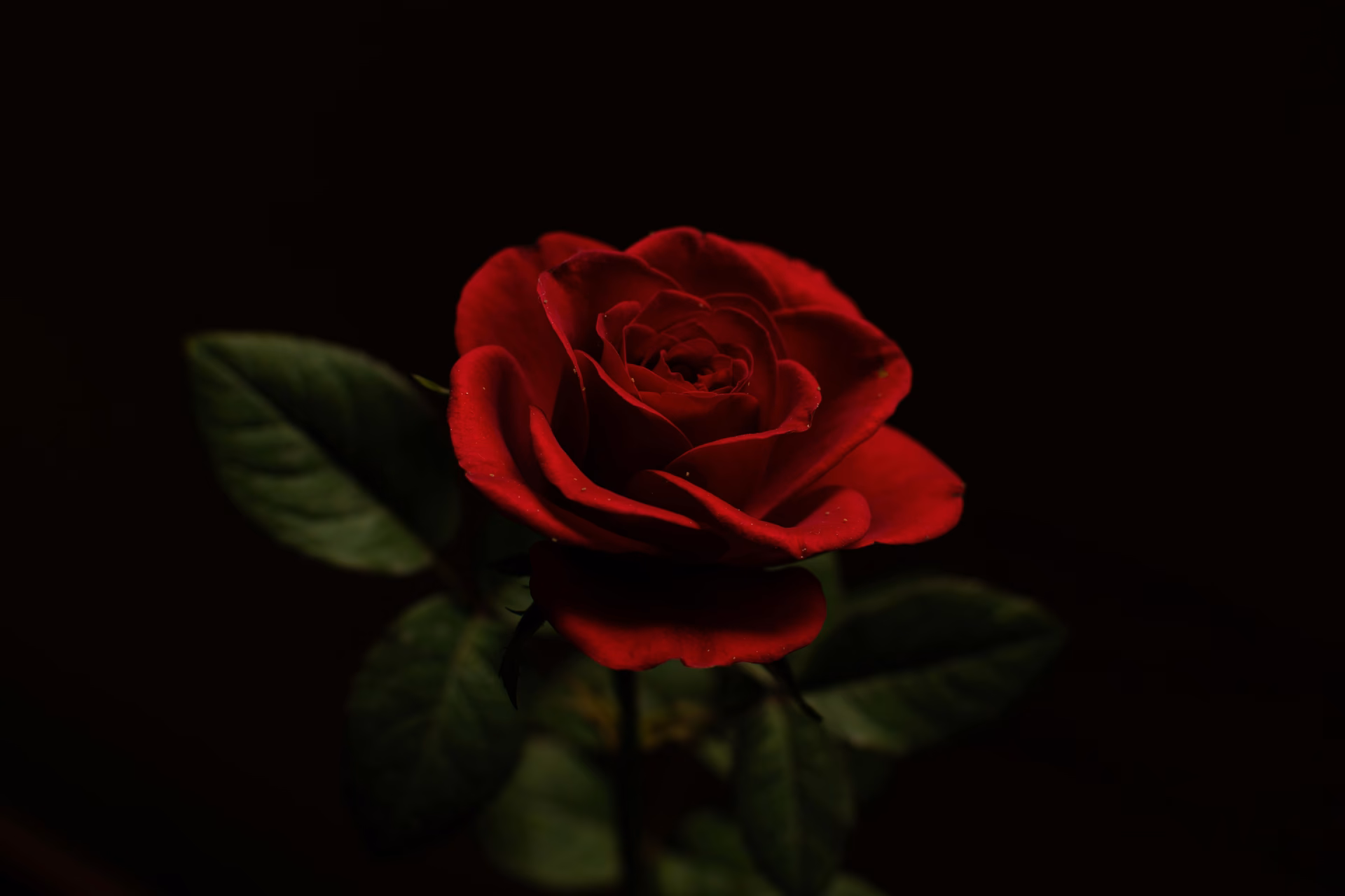How many aesthetic black and red rose wallpapers are there?
