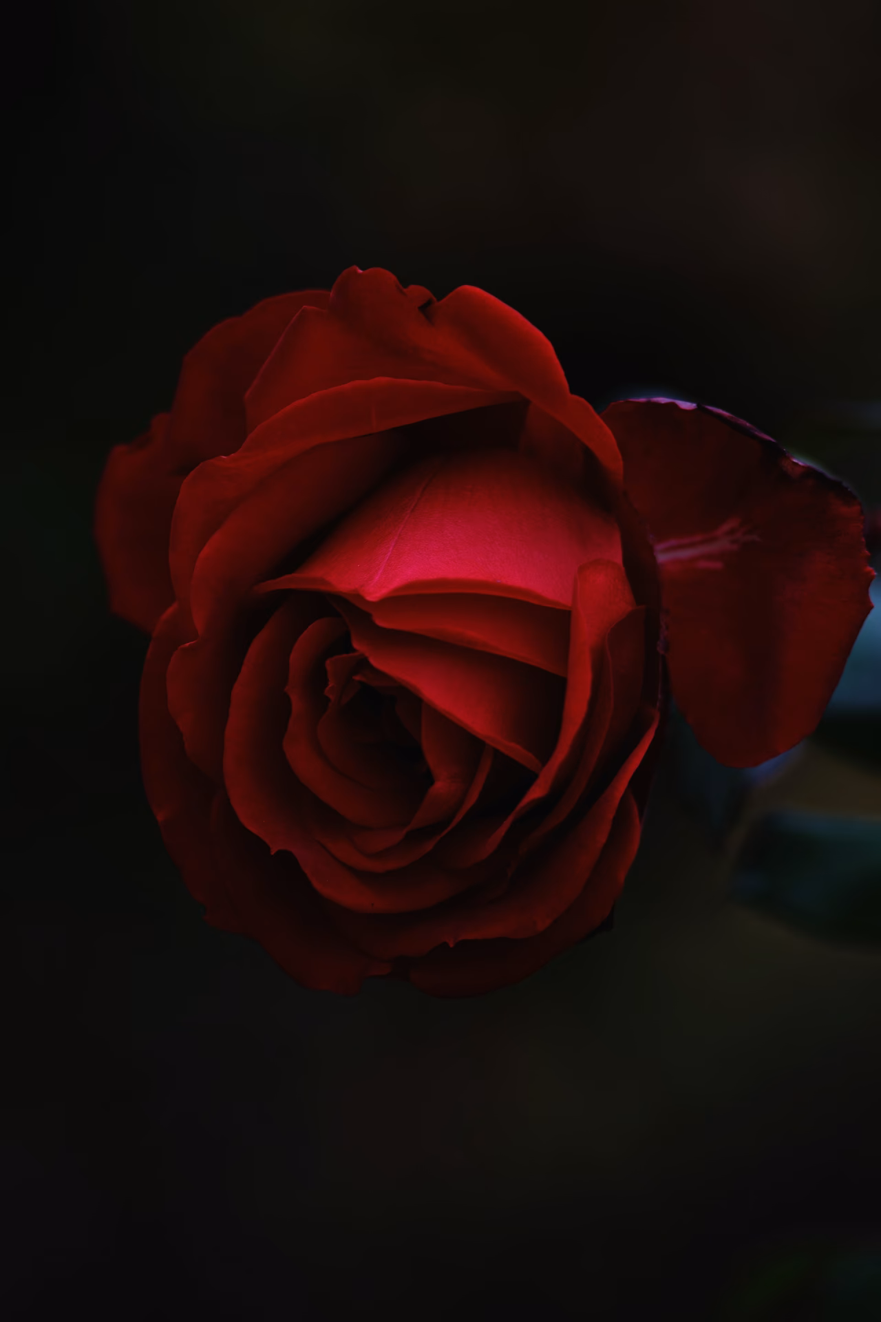 What or who is the Black Rose?