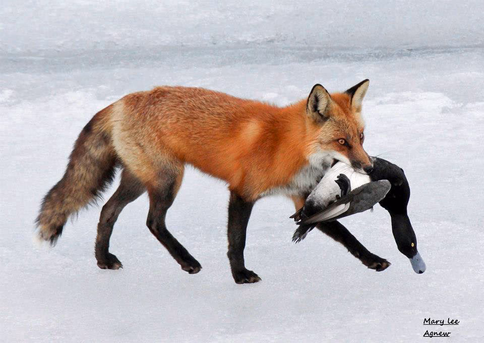 Does a vixen suppress reproduction?