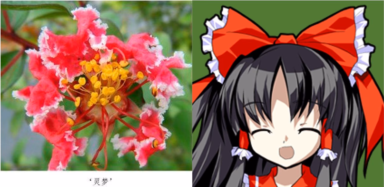 What is Salisbury flower Reimu?