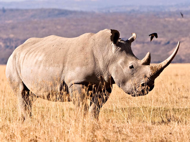 What is a group of rhinos called?