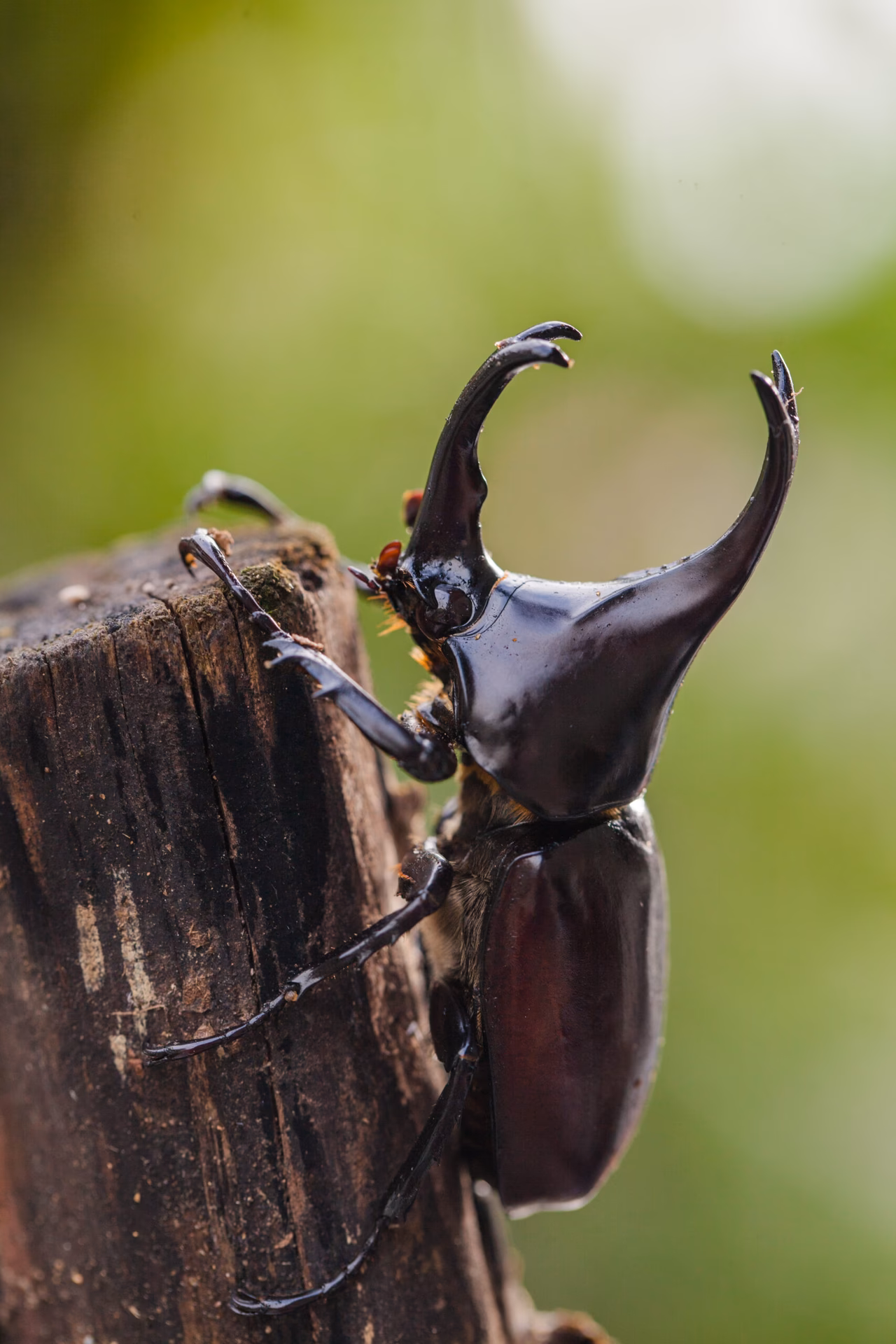 How big do Rhino beetles get?