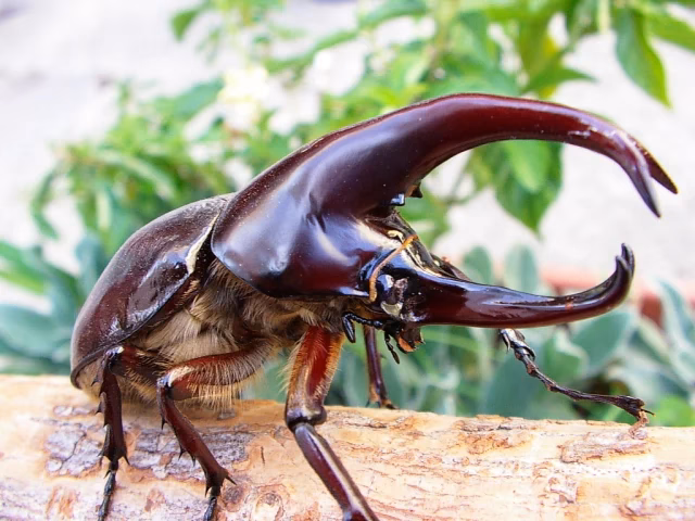 What does a rhinoceros beetle look like?