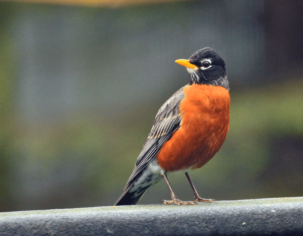 What is a Spanish word for a Robin?
