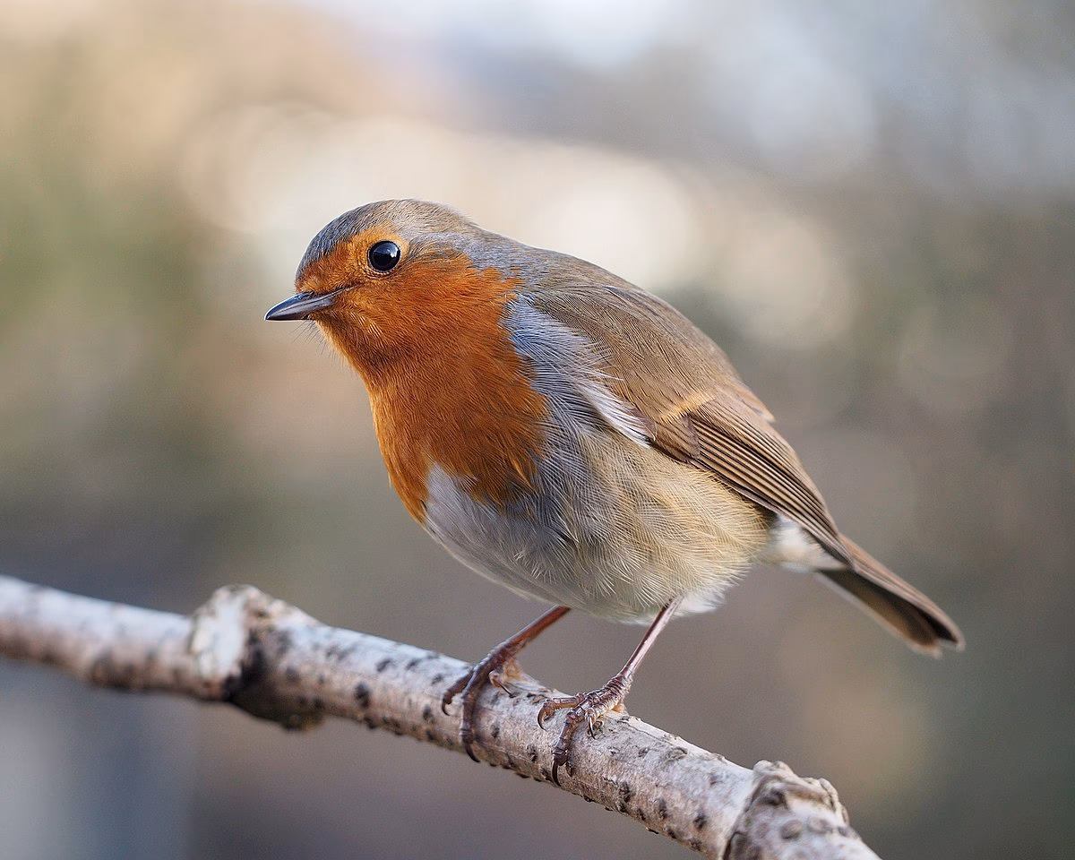 How did Robin feel about being a person?