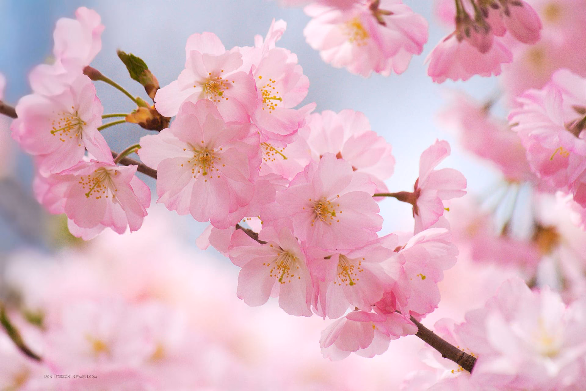 What is sakura – cherry blossom?