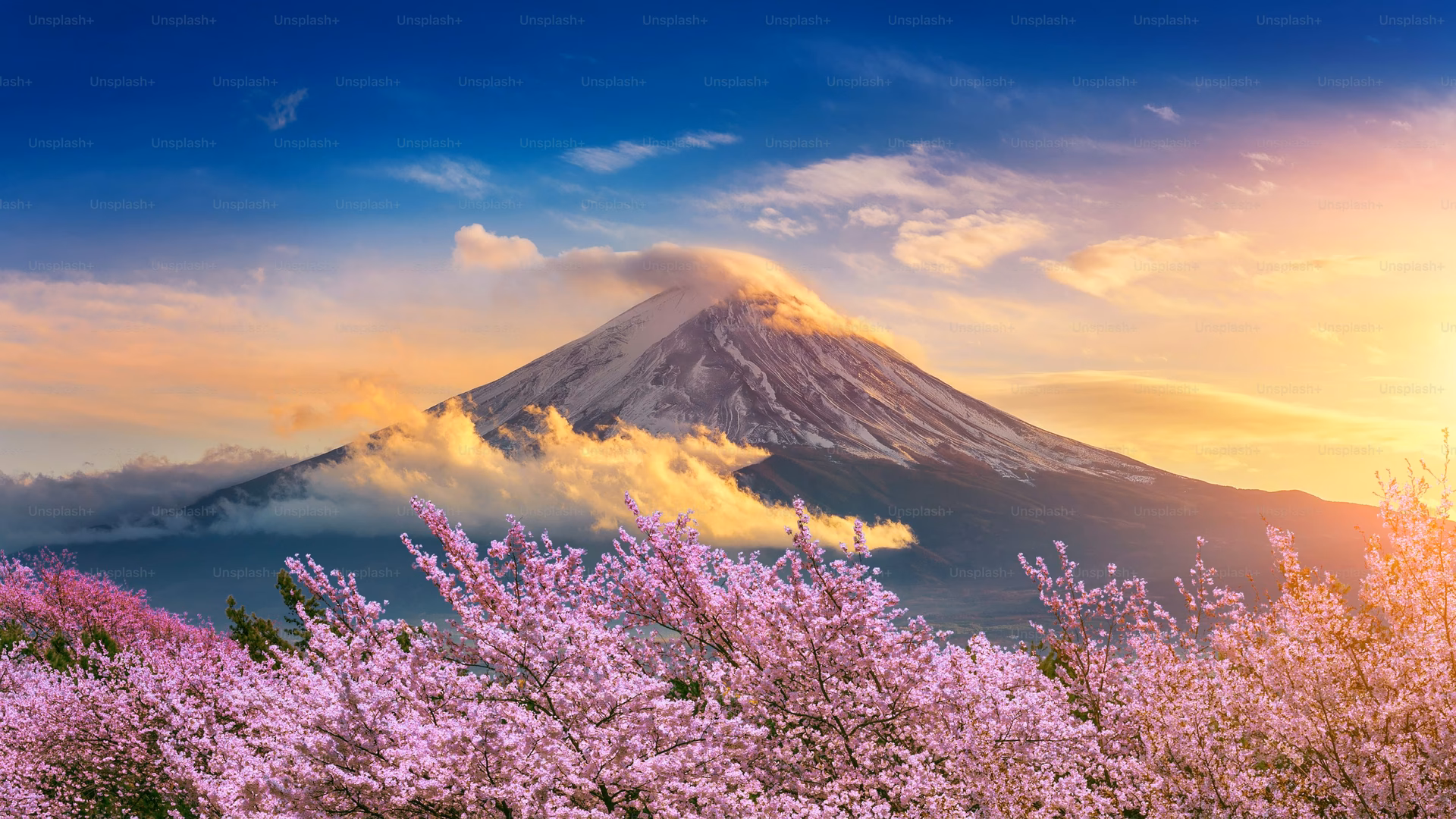 How many Japanese sakura cherry blossom wallpapers are there?