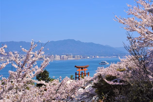 Who is Sakura Miyajima?
