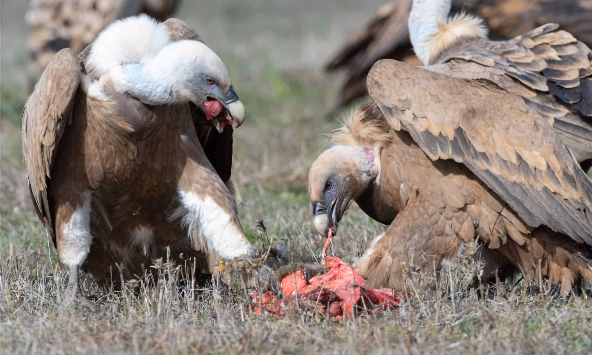 Who is a scavenger?