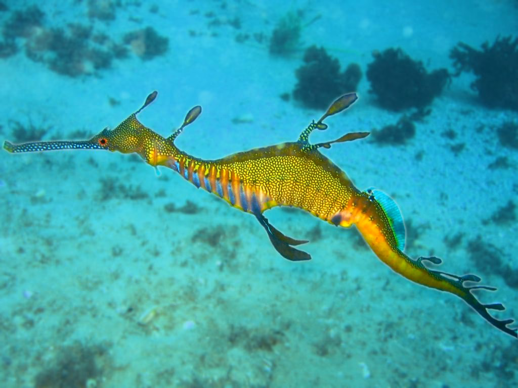 Where is Sea Dragon located?