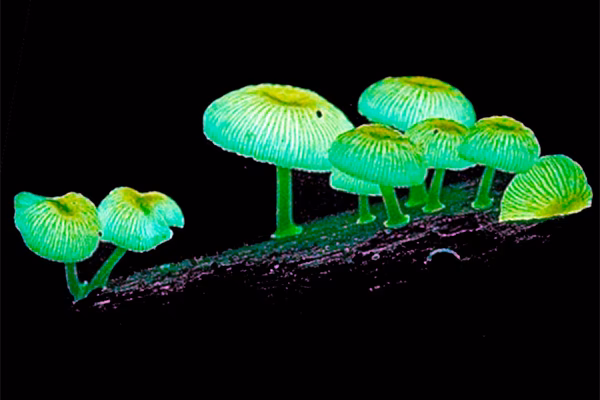 ¿Qué son las setas luminosas?