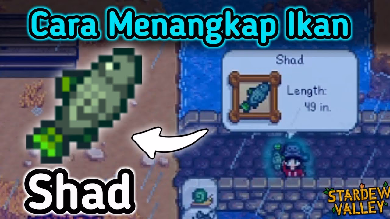 Where to catch Shad In Stardew Valley?