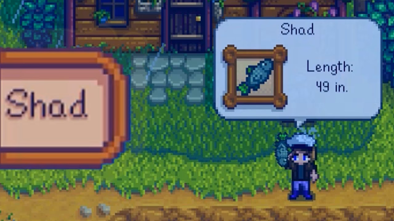 Where to catch Shad In Stardew Valley?