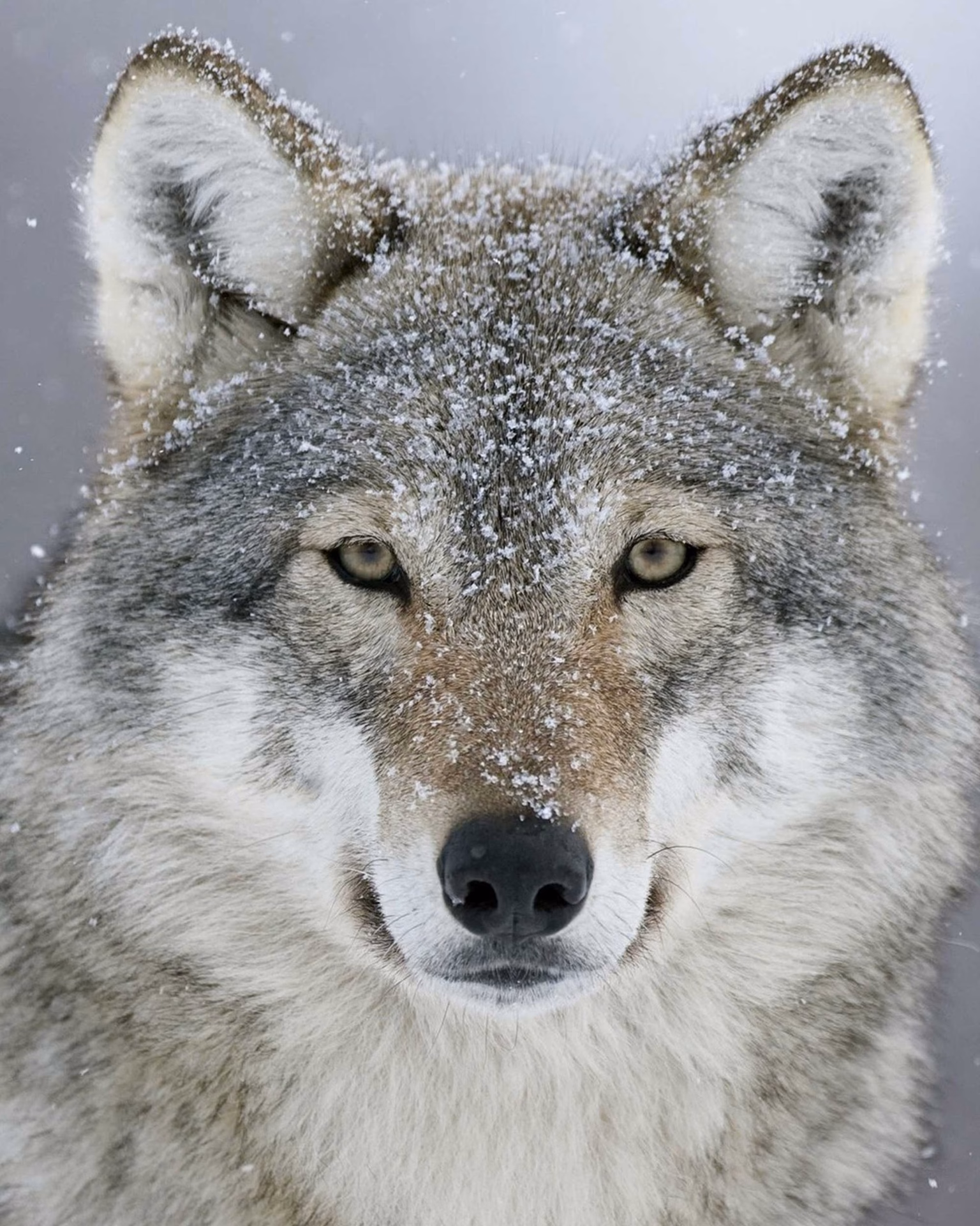 How can I get the wolf skin?