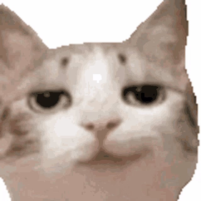 What is a smug knife cat face?
