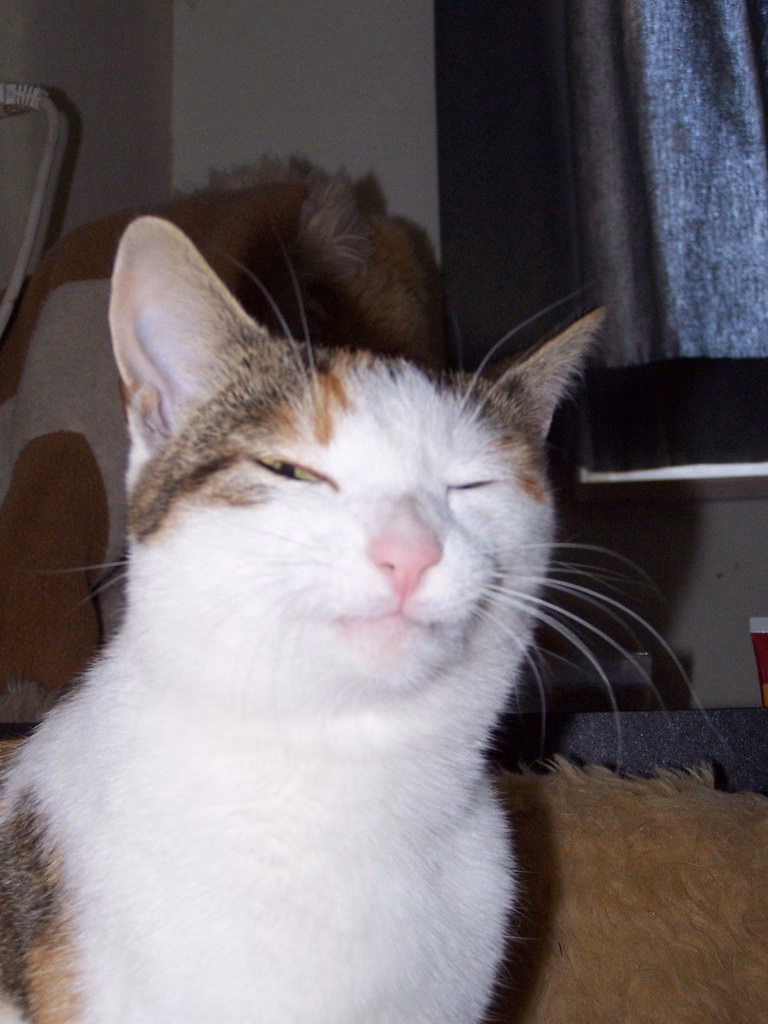 What is a smug cat?