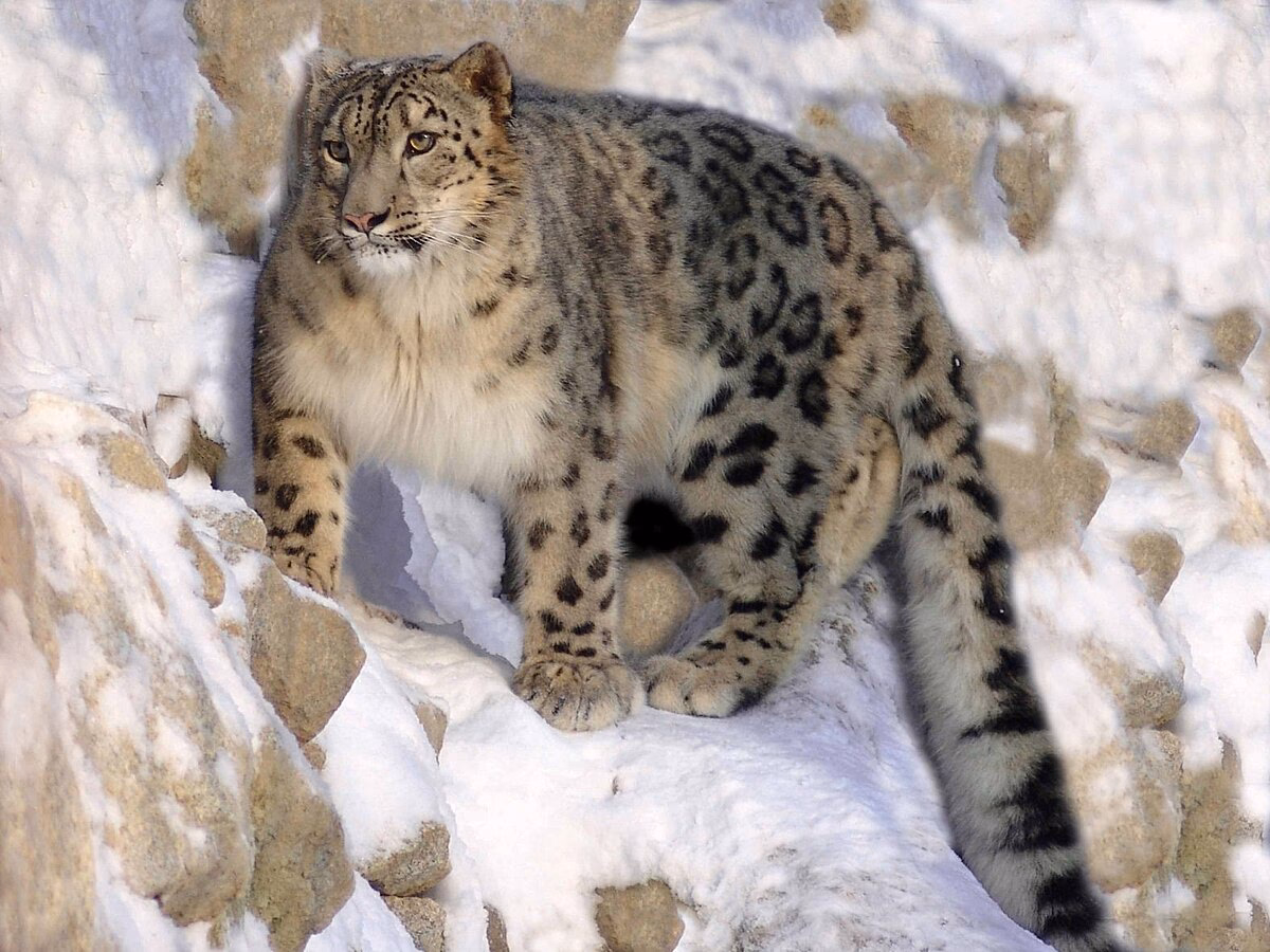 Where does a snow leopard live?