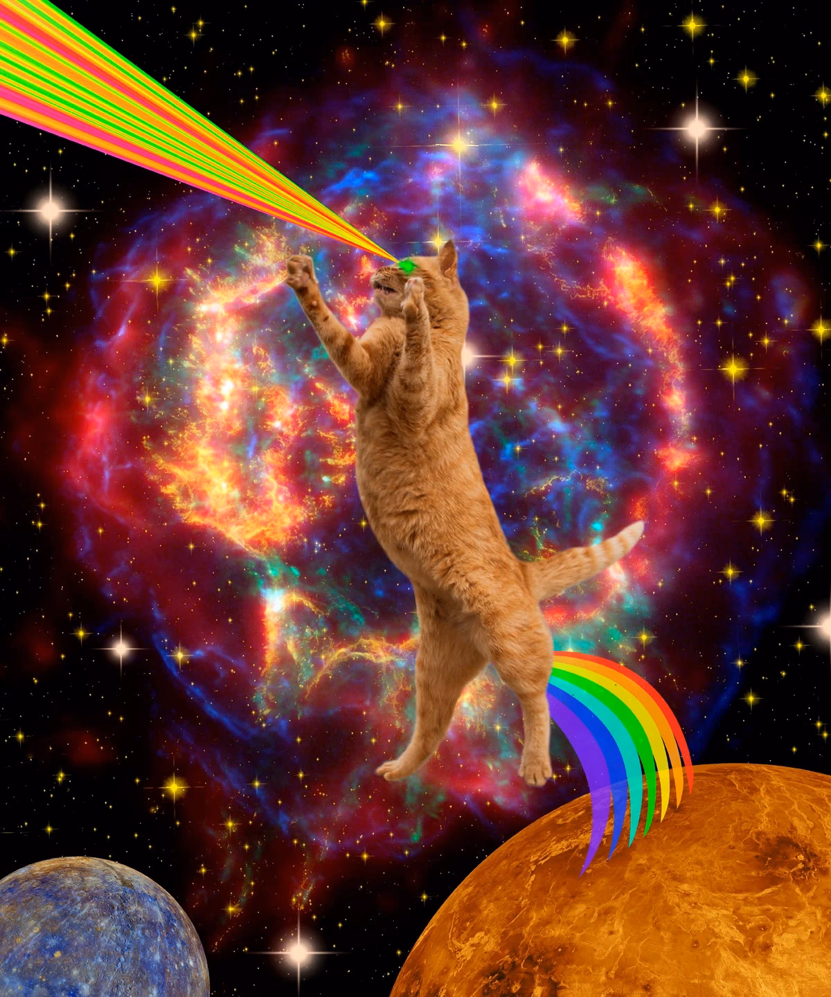 What is Space Cat (rare cat)?