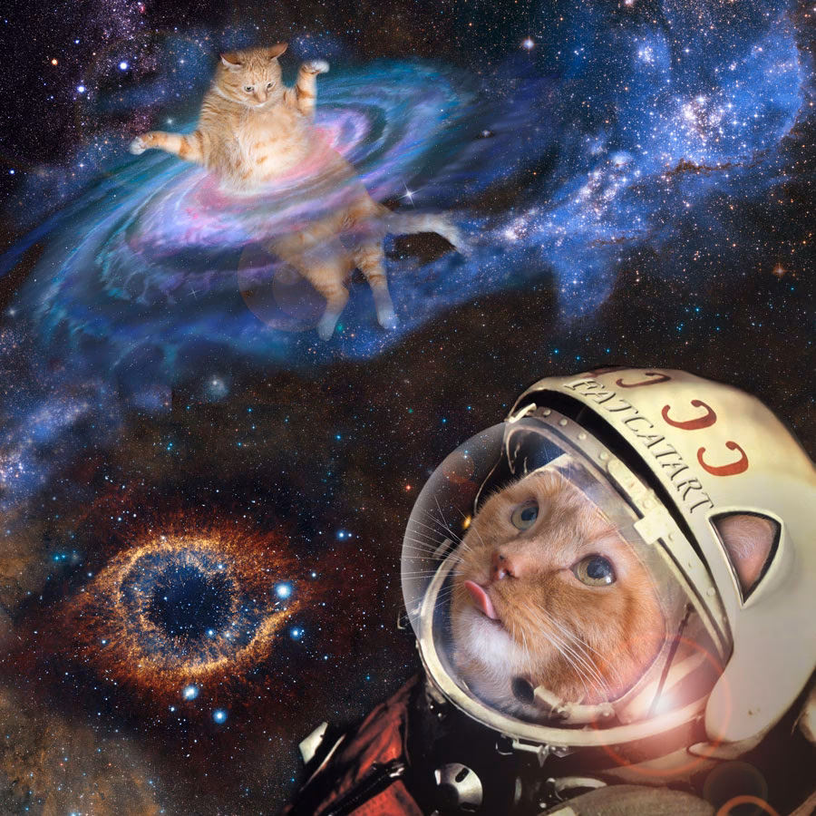 Where can I find a Space Cat?