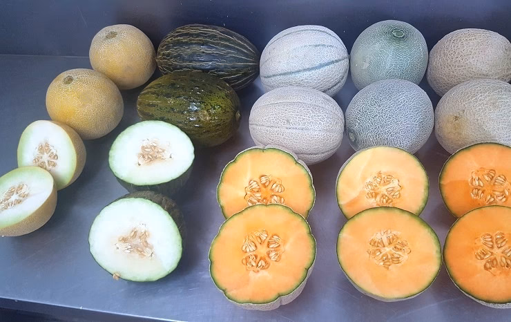 How did Fred eat a melon?