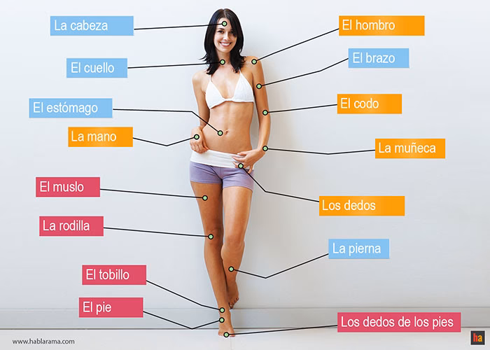 How do you describe a human body in Spanish?