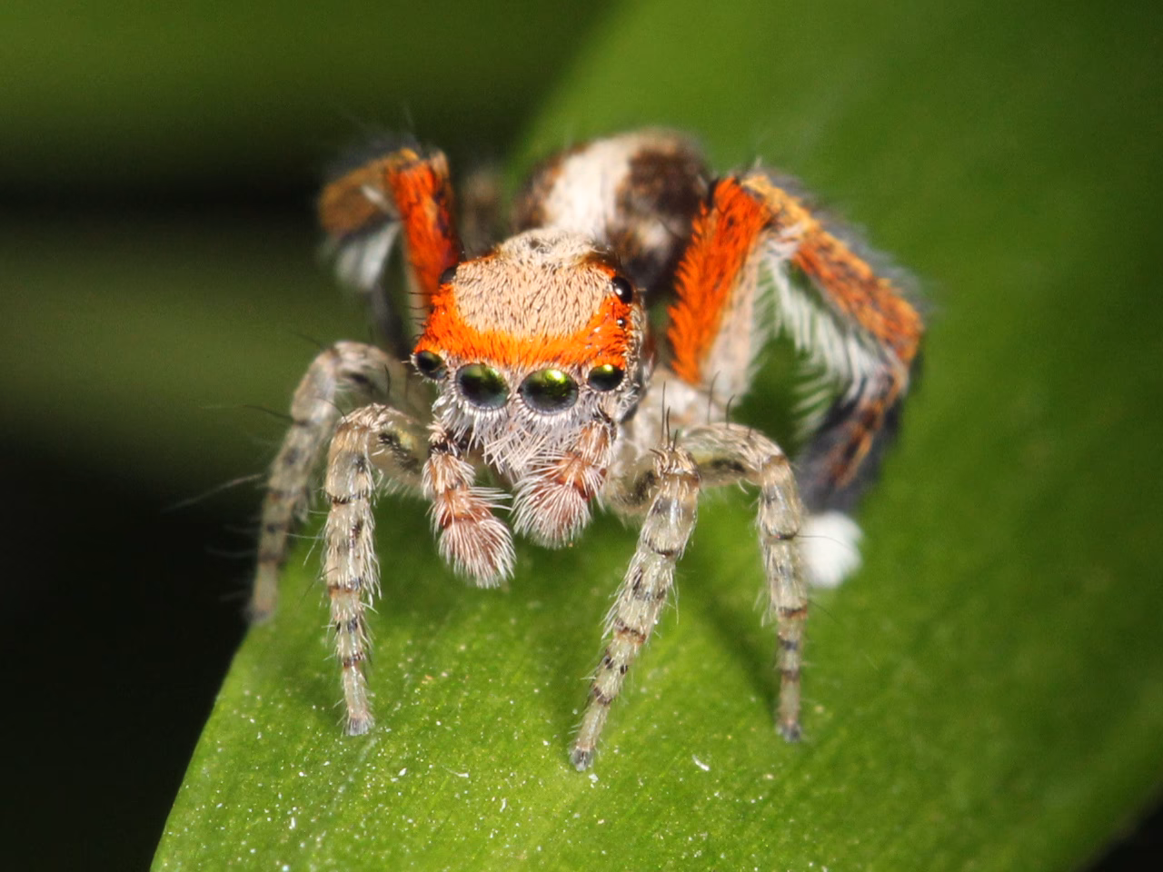 Where do half-edged jumping spiders live?