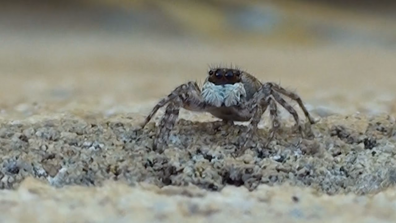 Are jumping spiders dangerous in Spain?