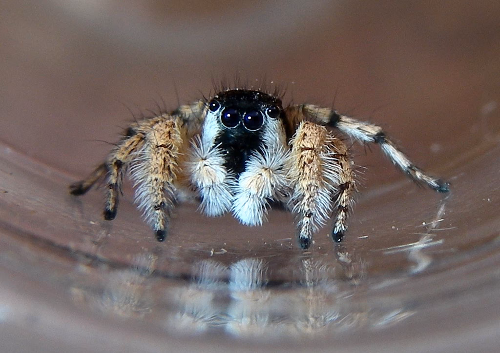 Are jumping spiders dangerous in Spain?