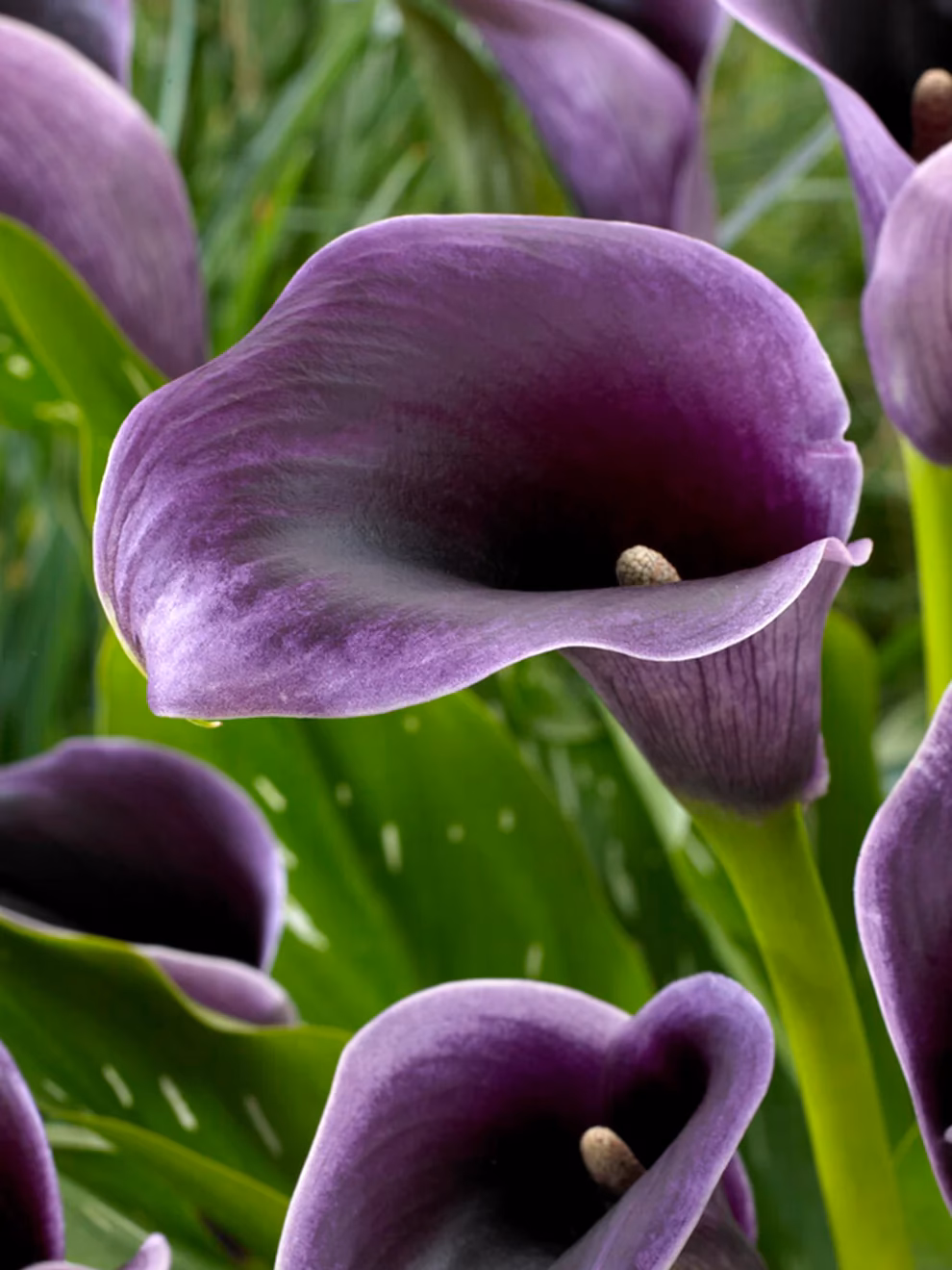 What are some Spanish words for 'Lily'?