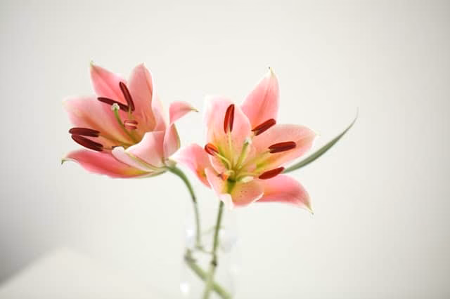 What are some Spanish words for 'Lily'?