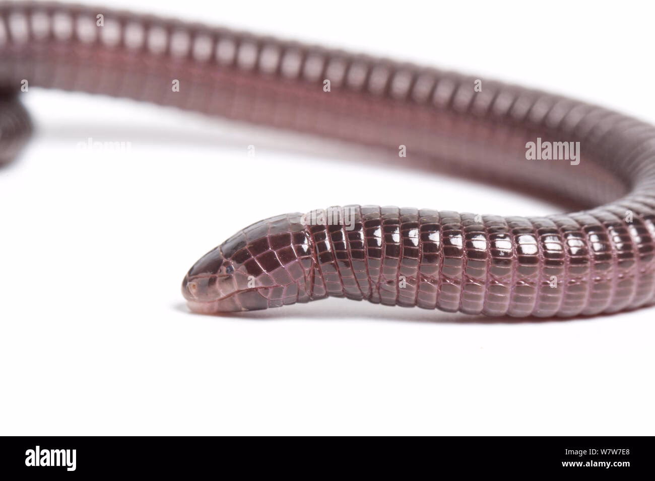 How to say worm in Spanish?