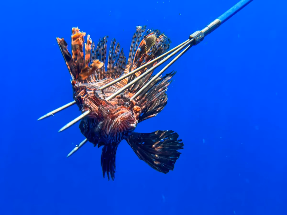What is spearfishing & how does it work?