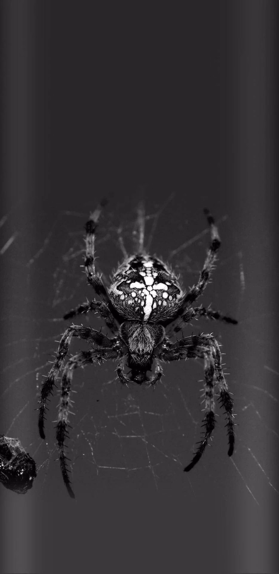 Where can I find free Spider wallpapers in Hong Kong?