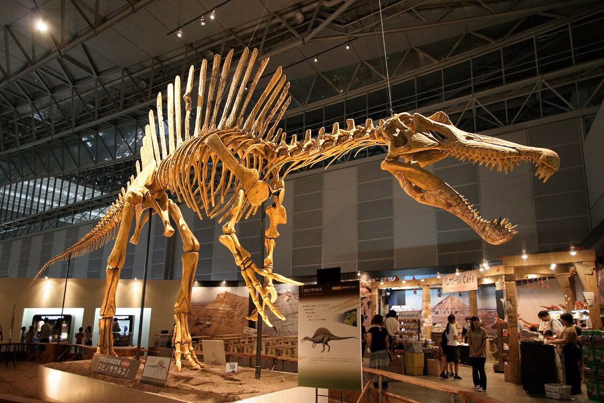 How long is a Spinosaurus?