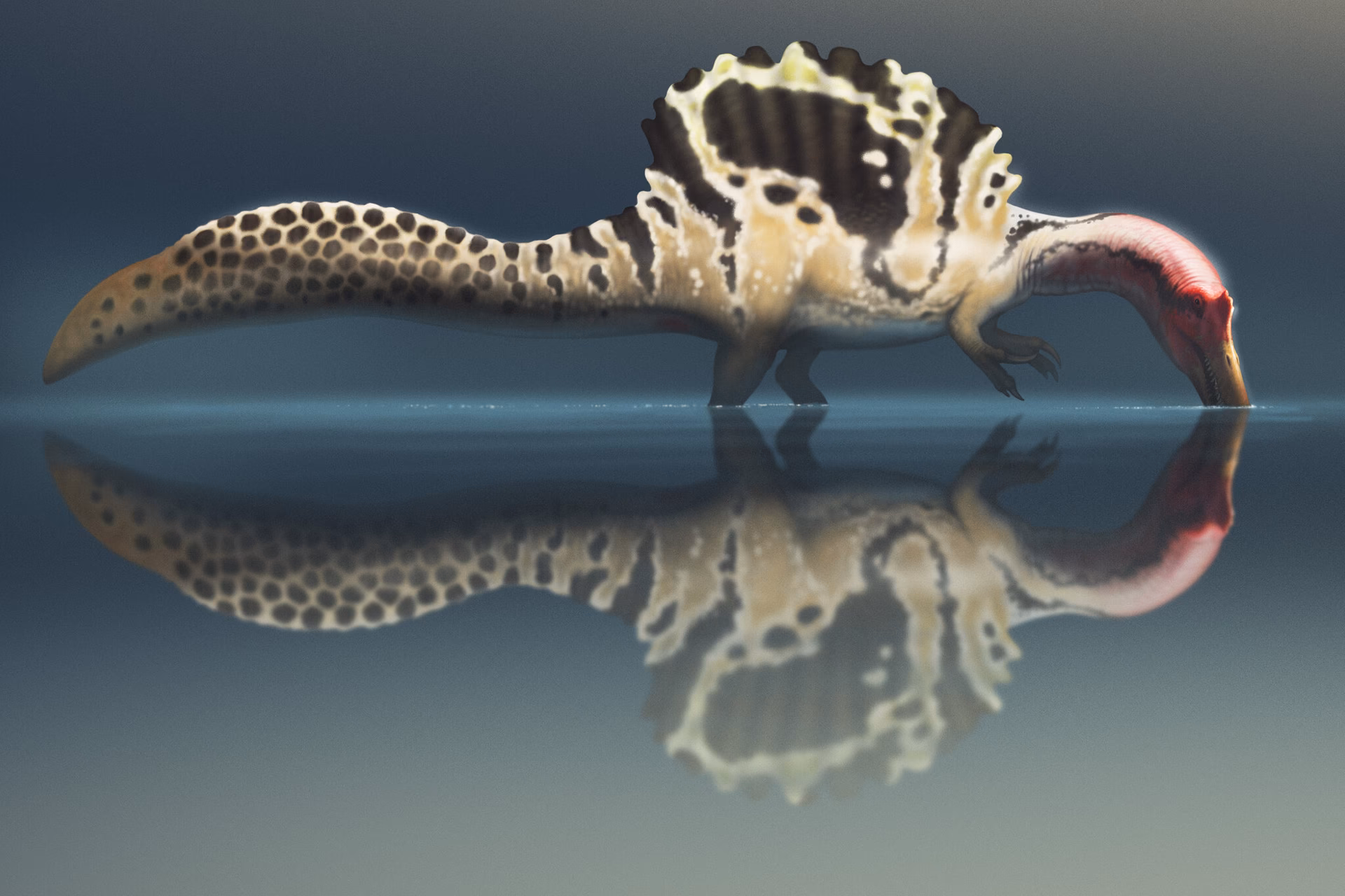 Did Spinosaurus change?