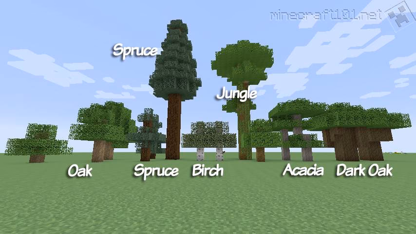 What is a spruce tree?