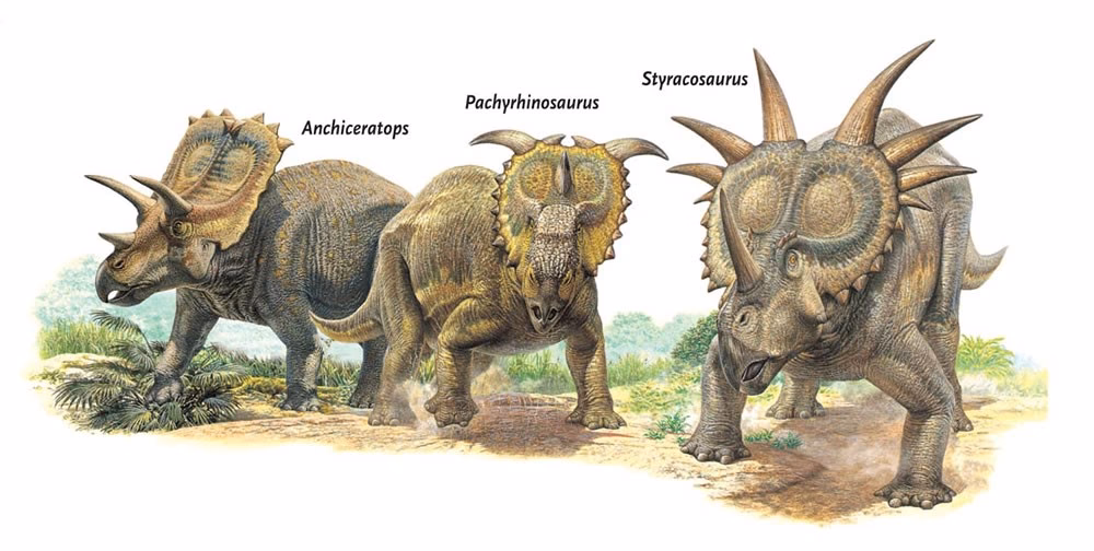 Is a Styracosaurus related to a ceratopsian?