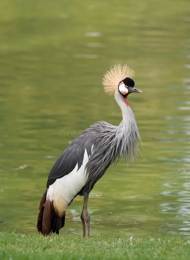 Which bird has the largest wingspan?