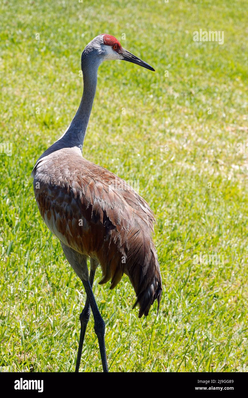 Which bird has the largest wingspan?