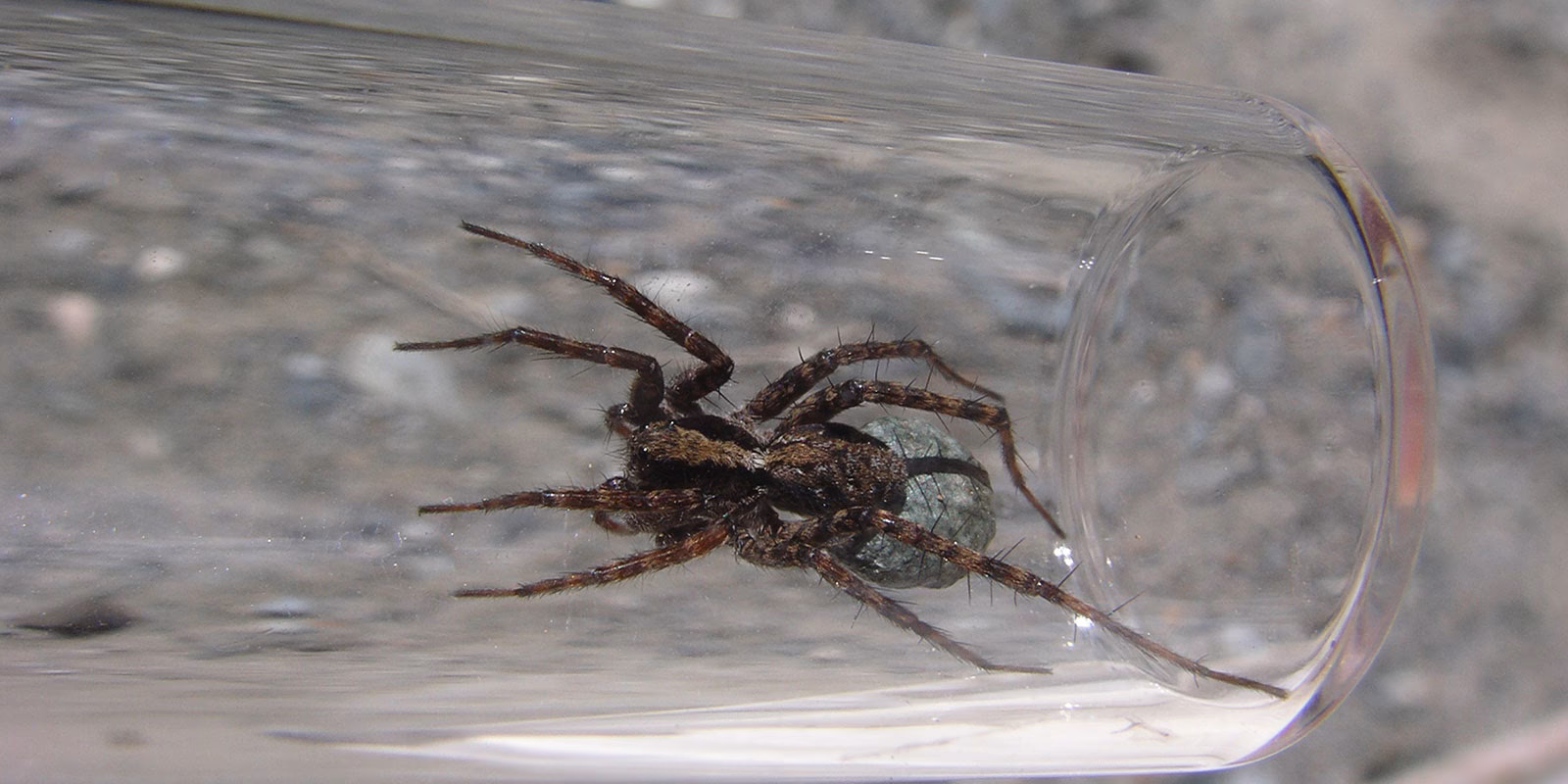 Is a recluse a real Spider?