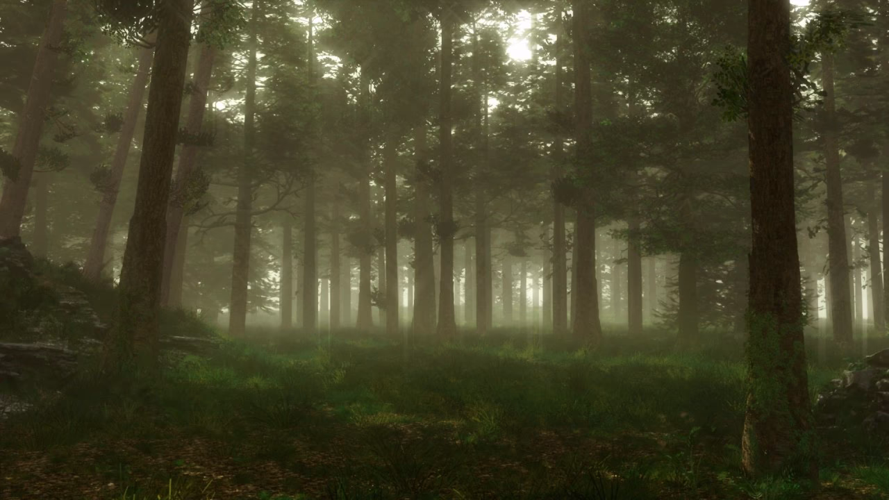 Why do we listen to forest sounds?
