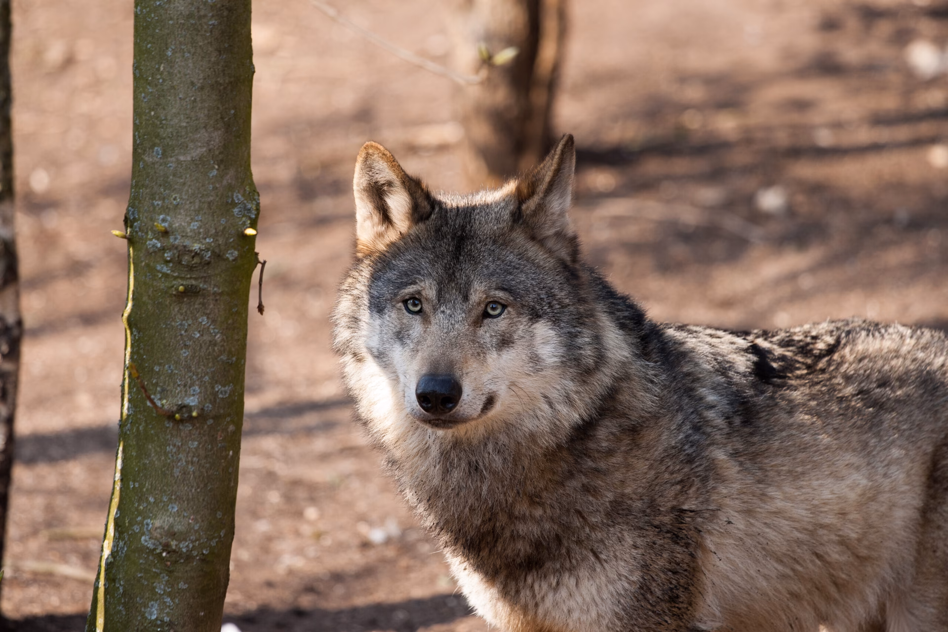 What is Wolf Kingdom?