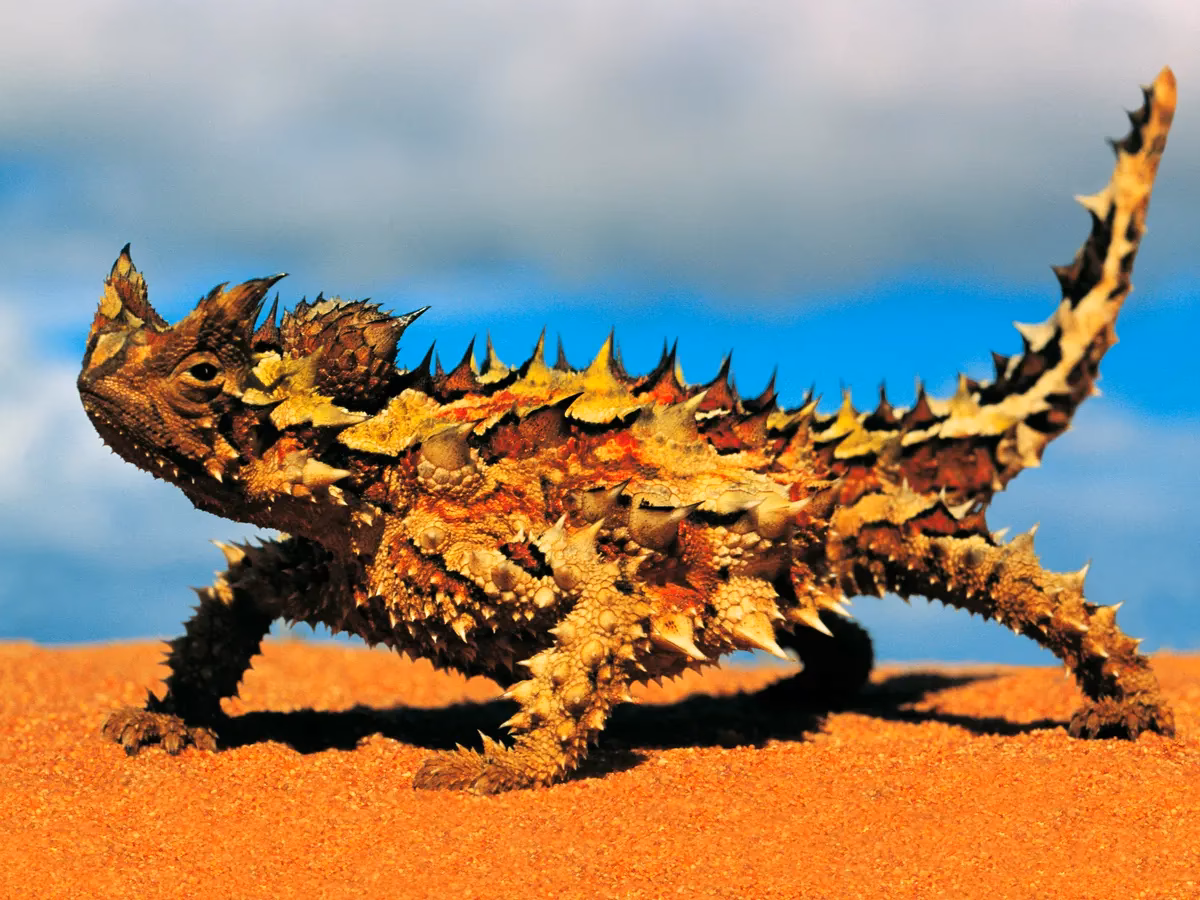 What is a thorny devil lizard?