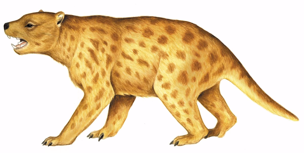 ¿Qué características tenía Thylacoleo?